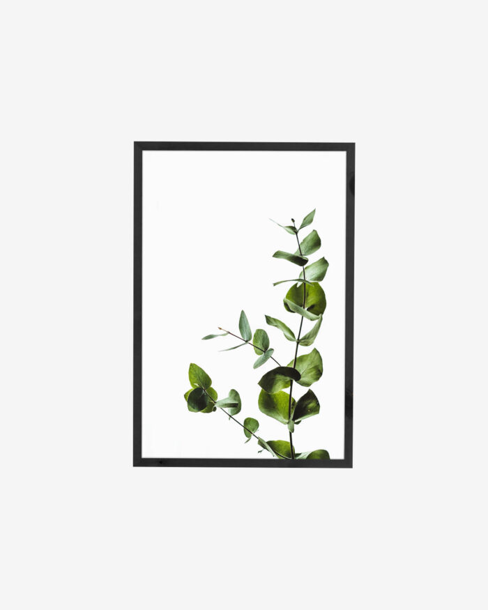 Framed Plant Artwork